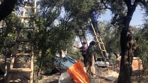 İngiltere'den altın madalyayla dönen ürünün Mardin’de hasadı başladı: Kilosu 400 TL