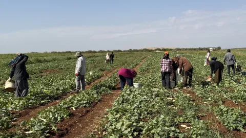 İşçiler günlük bin 300 TL alıyor. Toplandıktan sonra turşu yapılıyor
