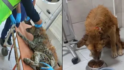 İzmir’de çamura saplanan köpek kurtarıldı: Adı “Şanslı” oldu