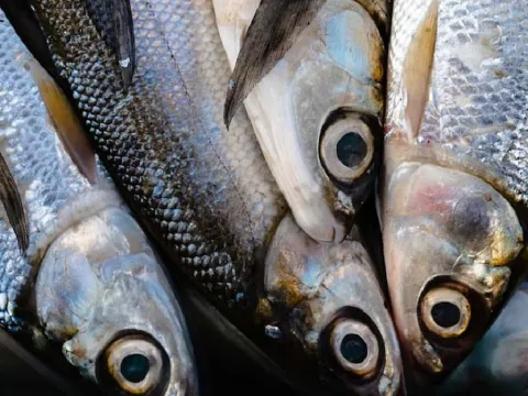Hamsiden 2 kat fazla omega-3 sağlıyor: Tezgahın süper balığı değişti - fotoğraf 2