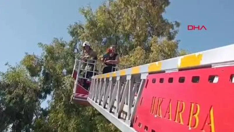 Kaçak papağan için itfaiye seferber oldu!
