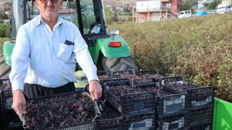 Kardeşinin tavsiyesiyle ekti 40 ton hasat edecek: 'Süper meyve' için 25 kişi harıl harıl çalışıyor