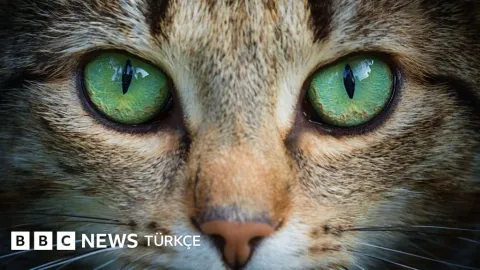 Kedi gözlerinden ilham alan kamera teknolojileri