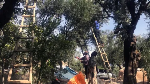 Kilosu 400 liradan satılıyor: Hasadı başladı, talep yağıyor
