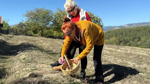 Kilosu 800 bin liradan satılıyor: 40 günlük hasat başladı