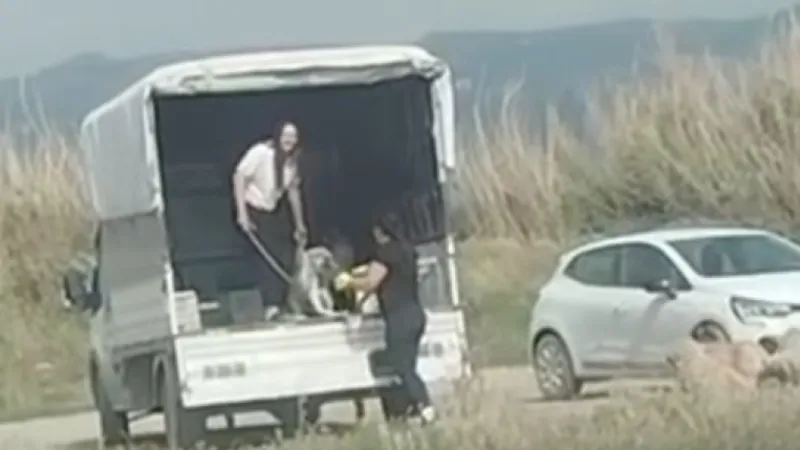 KÖPEK YAVRULARINI ATANLARA CEZA