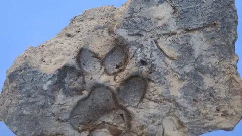 Kütahya'da 4 bin yıllık köpek pati izleri bulundu