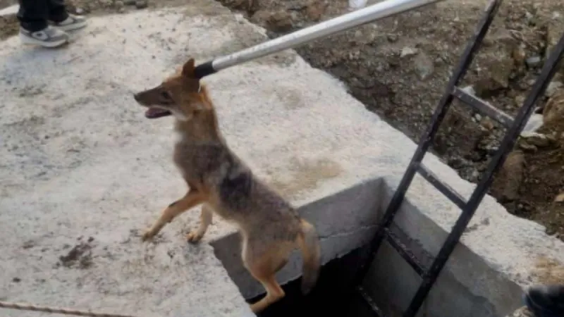 Kuyuya düşen yavru tilki böyle kurtarıldı!