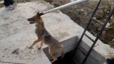 Kuyuya düşen yavru tilki böyle kurtarıldı!