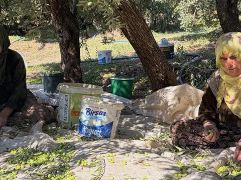 Kilosu 400 liradan satılıyor: Hasadı başladı, talep yağıyor - fotoğraf 1