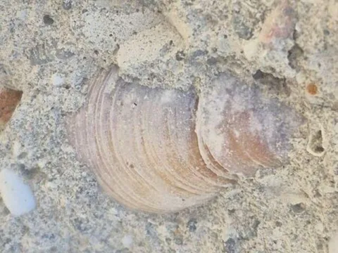 5 kişi hayatını kaybetmişti! Binanın betonunda yine ona rastlandı - fotoğraf 2
