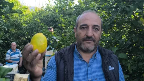 Limon üreticisi: 'Tüccara yalvara yalvara zor kestiriyoruz'