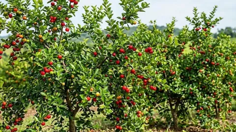 Limondan 60 kat fazla C vitamini içeriyor: Bahçesine eken servet kazanıyor