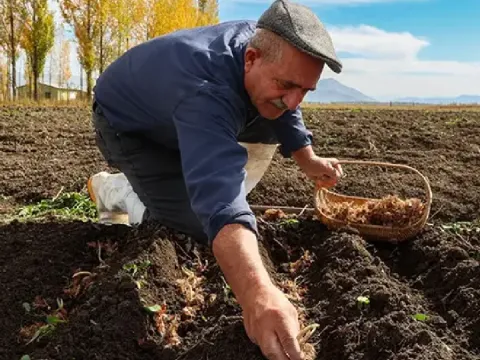 Denemek için ekti paraya para demiyor: Gramı altınla yarışıyor - fotoğraf 2