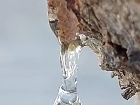 Sadece orada yetişiyor... Büyük emek istiyor bir kilosu 50 bin TL! - fotoğraf 3