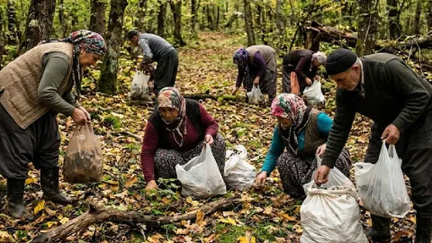 Mantar yedikten sonra rahatsızlanan 4 kişi hastaneye kaldırıldı