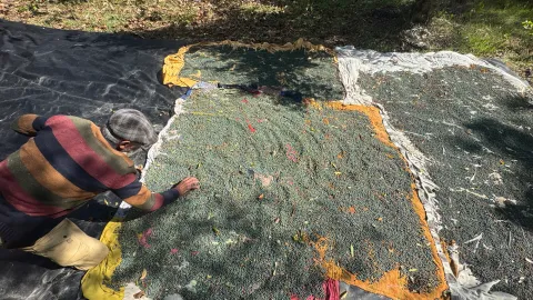 Meyvesi 300, yağı bin 200 liradan satılıyor. Çöğre olarak da bilinen gelir kaynağı
