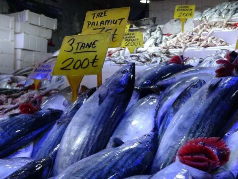 Karadeniz'de palamut alarmı - fotoğraf 1
