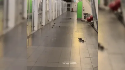 Moda başkentinde mide bulandıran görüntüler: Fareler metroda cirit atıyor
