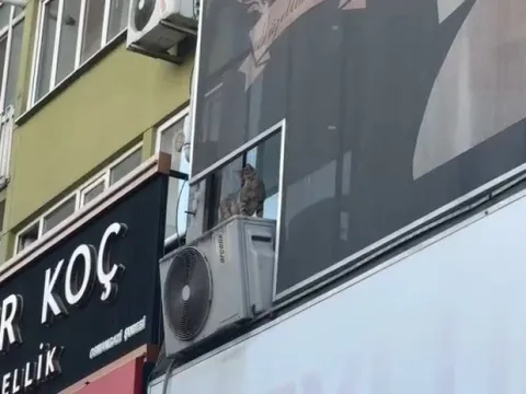 Yürek yakan olay: Yavru kediyi kurtarmak isterken canından oldu - fotoğraf 4