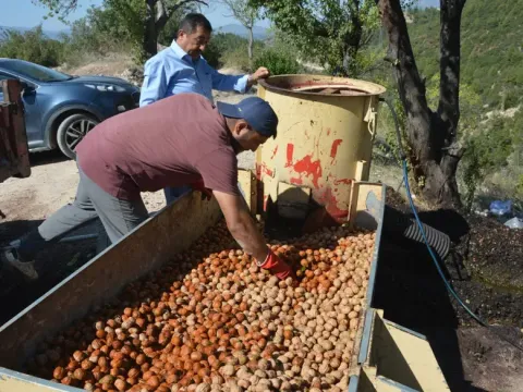 Kabuğun içinde bir altın var. Güneşte kurutulup satışa hazırlanıyor - fotoğraf 1