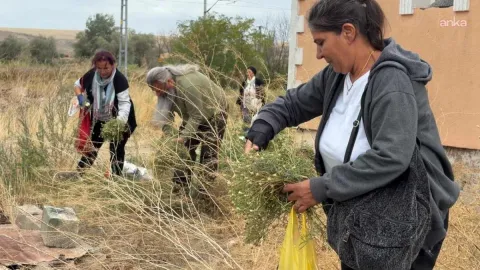 Nazardan koruyor tanesi 60 liradan kapış kapış satılıyor