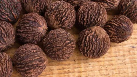 Ne su istiyor ne masraf: Her ağaçtan 50 kilo hasat ediliyor, eken çiftçi servet kazanıyor