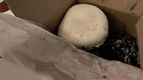 Ne tarla ne bahçe istiyor: Dört duvar arasında dev gibi büyüdü
