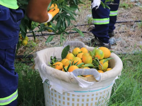 Çiftçiye destek, çocuklara ikram: 100 ton mandalina dağıtıldı - fotoğraf 4
