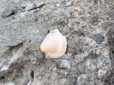 Maltepe'de çöken binanın betonundan deniz kabuğu çıktı - fotoğraf 1