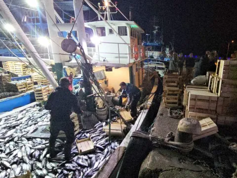 1 kiloluk palamut 40 liraya düştü - fotoğraf 1