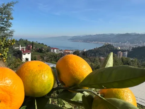 Rizede mandalina çeşidi 9a çıktı, Antalyaya gönderildi - fotoğraf 6