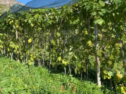 Her yerde yetişmiyor, kilosu 200 liraya satılıyor: Peterek hasadı başladı - fotoğraf 2