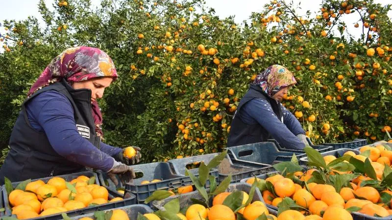 ÖĞRENCİLERE MANDALİNA İKRAMI 