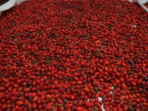 Halk arasında dikenli gül diyorlar. Dallardan tek tek toplanan doğal C vitamini - fotoğraf 1