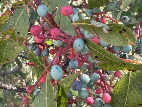 Meyvesi 300, yağı bin 200 liradan satılıyor. Çöğre olarak da bilinen gelir kaynağı - fotoğraf 1