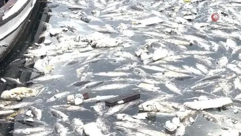 Palamut bollaştı, çöpe gitti