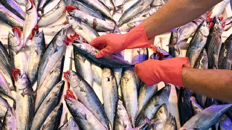 Palamut fiyatı düştükçe düştü: Artık resmen su daha pahalı