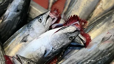 Palamutun tanesi 125 liraya düştü: Vatandaş kapış kapış aldı