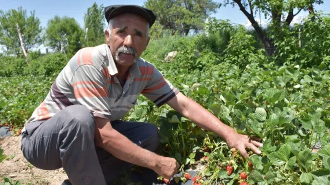 Patatesi bıraktı, kazancını farklı ürünlerde buldu: Tarlasına ziyaretçi yağıyor