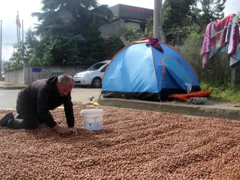 Fındıkta "yağmur" zararı! Üreticiler mahsulü kurutmaya çalışıyor - fotoğraf 1