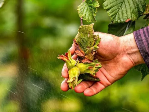 Karadeniz'de istilacı böcek kabusuna 'siber' kalkan - fotoğraf 2