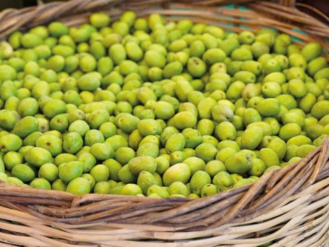 Tarsus zeytin şölenine hazırlanıyor - fotoğraf 3