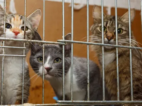 Pişirip yemek için 2 bin 700 kedi çalan çete çökertildi - fotoğraf 1