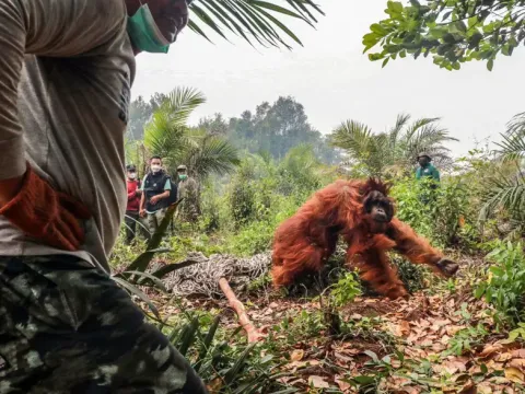 Endonezya'yı saran orman yangınlarında orangutanları kurtarmak için zamanla yarış - fotoğraf 1