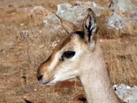 Dağ ceylanlarının yaşam alanını izinsiz süren kişiye 699 bin lira ceza - fotoğraf 1