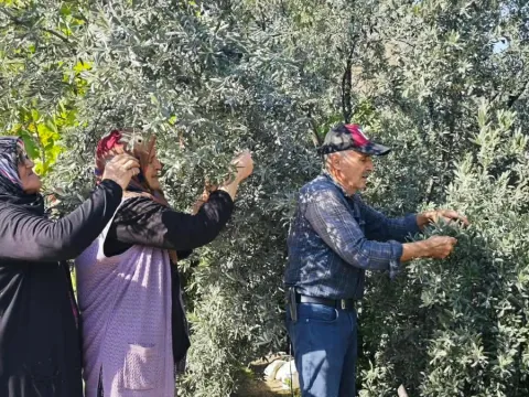 Türkiye’nin bir bölgesinde yetişiyor: 700 tonunu toplamak için 12 metreye çıkıyorlar - fotoğraf 2