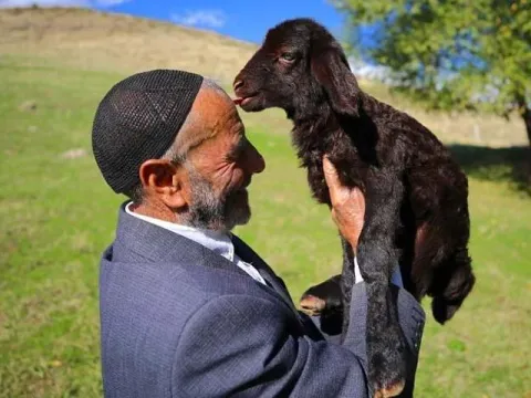 18 yıl sonra yine "koştu geldi" | "Yas yas yas gley" dedi ama koyunlar bu kez onu tanımadı - fotoğraf 4