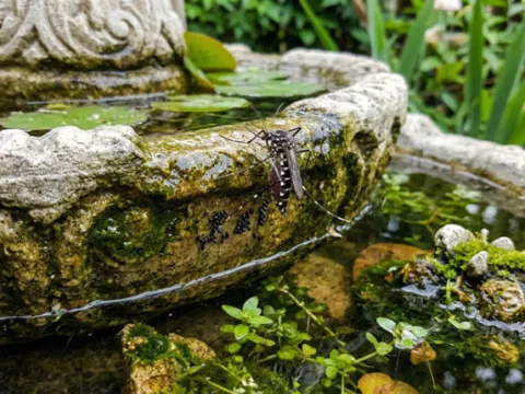 Komşuda vakalar artıyor: Can kaybı 51 oldu... Gizli tehlike Türkiye kapısında - fotoğraf 5