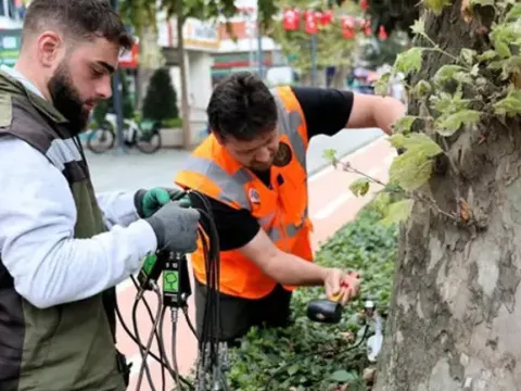 Yüzyıllık anıt ağaçlara "akustik tomografi" ayarı: Çürümeler tek tek tespit edilecek - fotoğraf 5